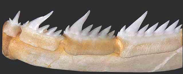 Heptranchias perlo_02_bis.jpg